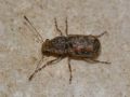 Enedreytes hilaris